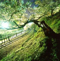 a large tree sitting on the side of a lush green hillside next to a train track