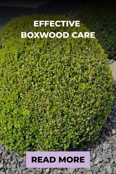 Well-maintained boxwood shrub with promotional text "Effective Boxwood Care" and a call-to-action "Read More". Soil Testing, Liquid Fertilizer, Green Landscape