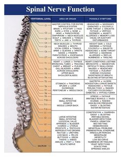 Punkty Spustowe, Sistem Saraf, Spinal Nerve, Diy Kosmetik, Spine Health, Sciatic Nerve Pain, Medical Anatomy, Sciatic Nerve, Chiropractic Care