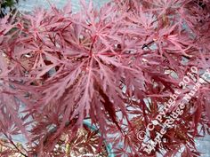 red leaves are growing on the branches of a tree in front of a blue potted plant