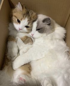 two cats cuddle together in a cardboard box on the floor, one is white and the other is orange