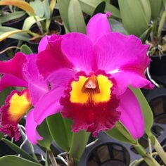 a purple flower with yellow stamens and green leaves in the background, surrounded by potted plants