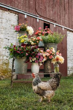 a chicken is standing in the grass next to some potted flowers and a rooster