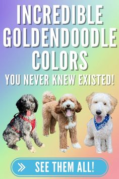 three dogs are standing in front of a colorful background with the words incredible goldendoodle colors you never knew excited see them all