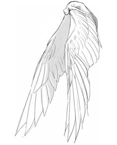 a drawing of a bird with its wings spread