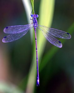 a blue dragonfly sitting on top of a green plant