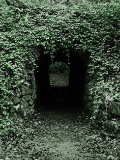 an old tunnel in the middle of some plants