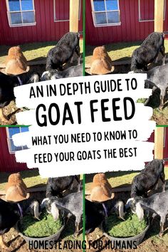 goats eating grass in front of a red building with a sign that says, an i'm depth guide to goat feed what you need to know to feed your goats the best