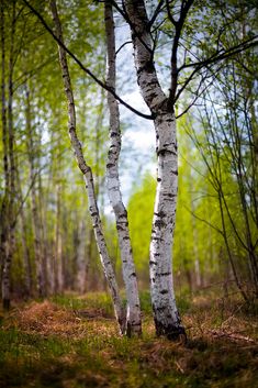 two white birch trees standing in the middle of a forest