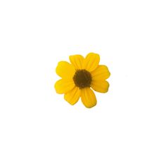 a single yellow flower on a white background