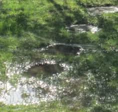 an animal standing on top of a lush green field next to a puddle of water