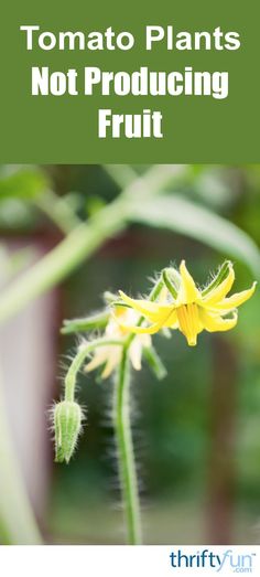 a yellow flower with the words tomato plants not producing fruit on it's side