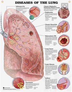 a diagram of the lungs and their functions in each section of the body, including the liver