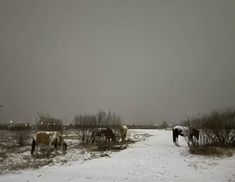 several horses are grazing in the snow