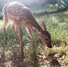 a young deer is grazing in the grass