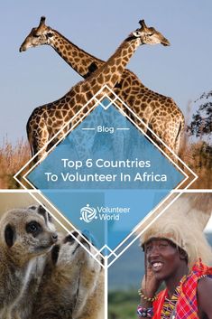 two giraffes standing next to each other with the words top 5 countries to volunteer in africa