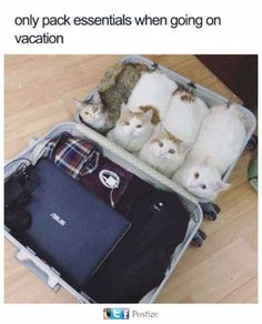 several cats are sitting in an open suitcase