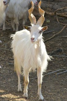 two goats standing next to each other on a dirt ground covered with grass and twigs