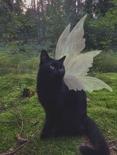 a black cat sitting in the grass with a white angel wings on its back and tail