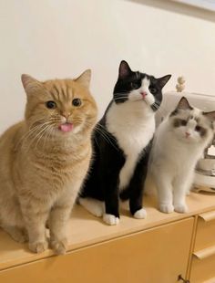 three cats sitting on top of a dresser next to each other and sticking their tongue out