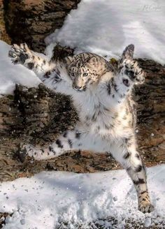 the snow leopard is playing in the snow with its paws up and it's body stretched out