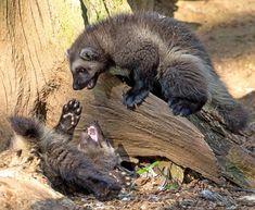 two small animals are playing with each other on a tree branch in the woods,