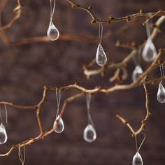 several drops of water hanging from a tree branch