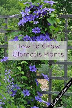 blue flowers growing on the side of a fence with text overlay how to grow clematis plants