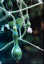 an image of some flowers hanging from a tree