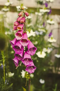 purple flowers are blooming in the garden