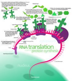 the cover of an article about translation and protein - richness, with information on it