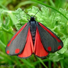 a red and black butterfly sitting on top of green leaves