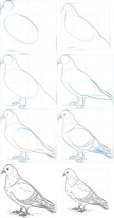 how to draw a pigeon step by step