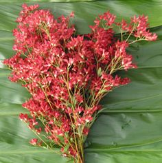 a bunch of red flowers sitting on top of green leaves