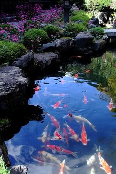 a pond filled with lots of water surrounded by rocks