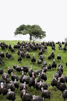 a large flock of turkeys standing on top of a lush green field next to a tree