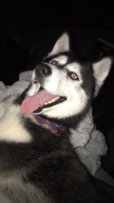 a husky dog laying down with its tongue hanging out and his eyes glowing red in the dark