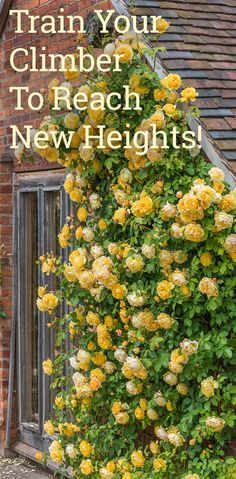 yellow roses growing on the side of a brick building with text overlay that reads train your climber to reach new heights