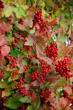 red berries are growing on the tree