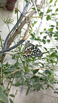 a butterfly sitting on top of a leafy plant next to a wire and wires