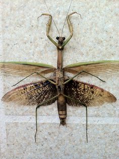 a large insect sitting on top of a wall