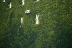 the building is covered in vines and windows