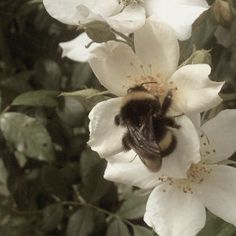 a bee sitting on top of a white flower