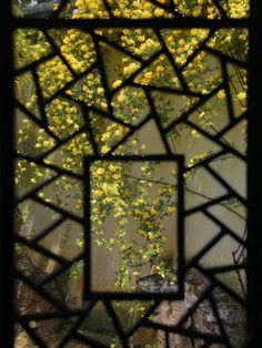 yellow flowers are growing on the side of a building through a stained glass window frame