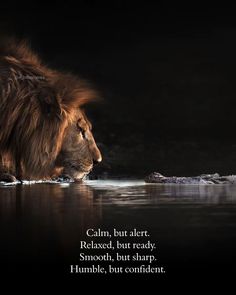 a lion walking across a body of water with a quote written on the front side