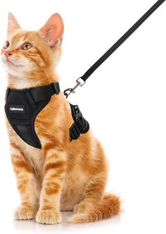 an orange tabby cat wearing a black harness and leash sitting on a white background