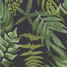 green leaves and ferns on a black background