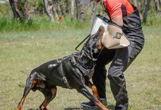 a man in red shirt and black pants playing frisbee with a dog