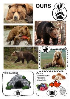 four different types of bears in the wild with their names and pictures on them, including an iglot