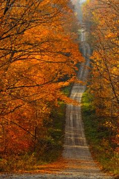 a dirt road surrounded by trees with orange leaves